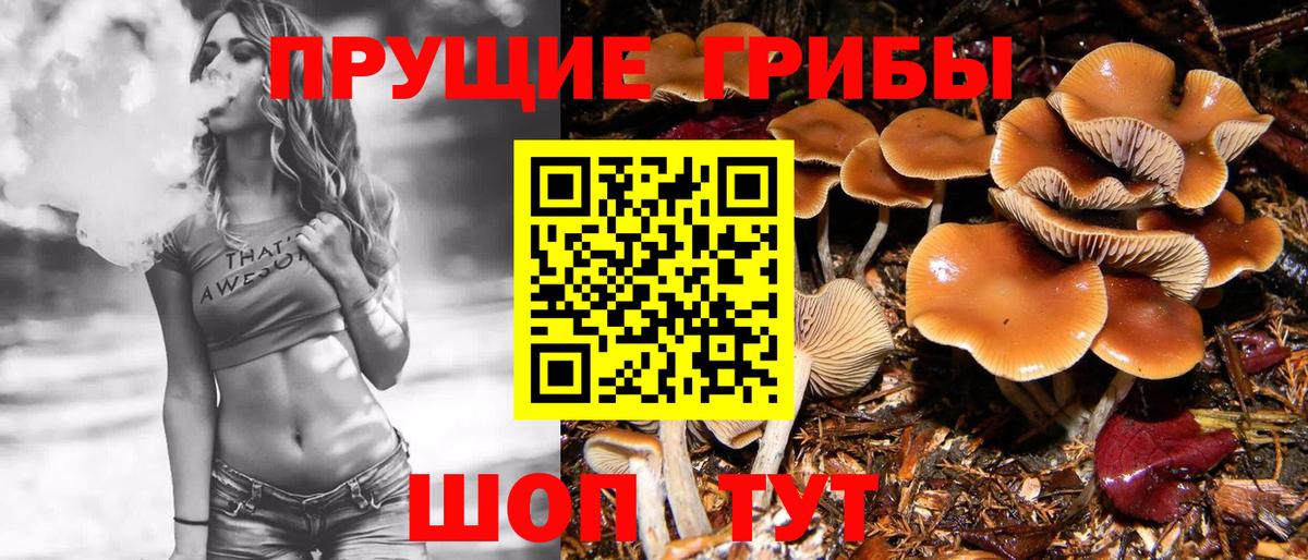 Галлюциногенные грибы Psilocybine cubensis Дзержинск